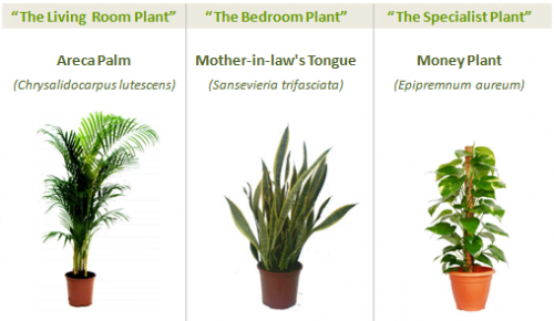 如何生產自己的新鮮空氣 3種最棒的植物 天然的空氣清淨機