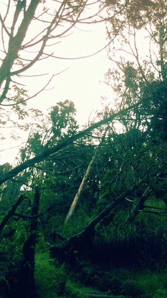 13906844_1678489989139473_3432789144156468057_n