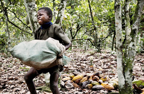 Cocoa-Child-Laborer