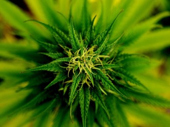 marijuana-101796_640-350x261