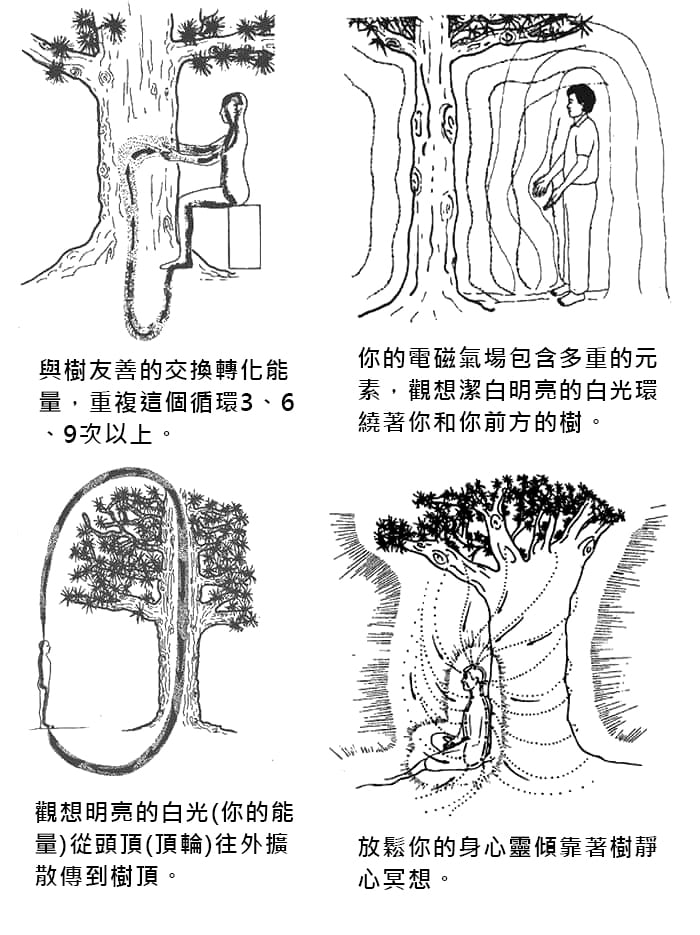 樹木的療癒力量