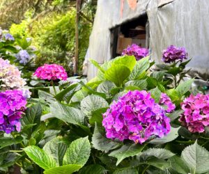 2022/06/25台北區戶外實體聚會-竹子湖